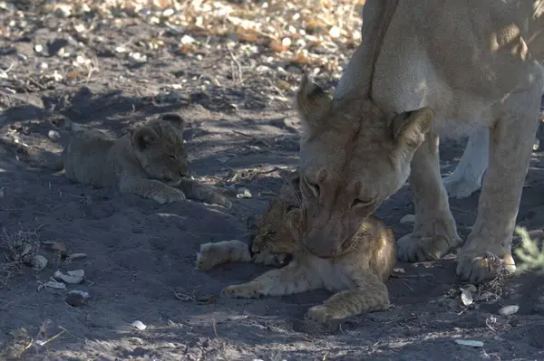 Bir aslan yavrusu ve annesi hayvanat bahçesinde. yüksek kaliteli fotoğraf
