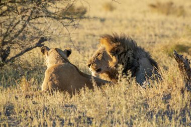 Vahşi aslan ailesi.