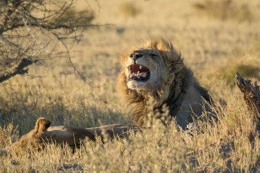 Aslan yavrusuyla erkek aslan
