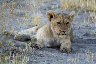 Genç aslan çimenlerde uzanıyor..