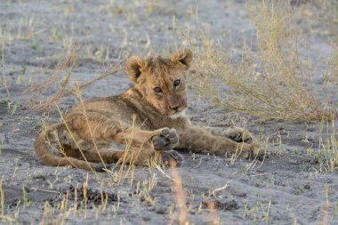 Aslan yavrusu çimenlerde yatıyor.