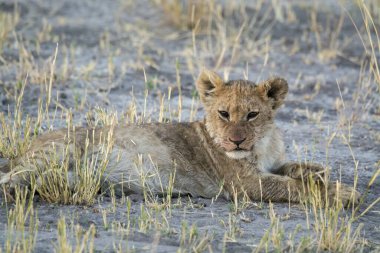 Aslan yavrusu çalıların arasında