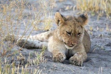 Güney Afrika 'daki Kruger Ulusal Parkı' nda aslan var.