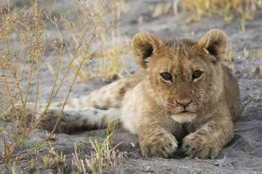 Doğadaki aslan yavrusu, Güney Afrika