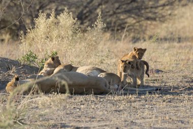 Güney Afrika 'daki Kruger Ulusal Parkı' nda aslan ailesi..