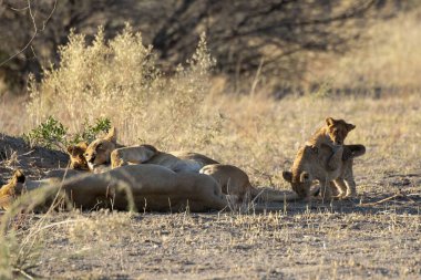 Afrika savanındaki aslan.