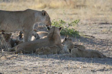 Aslanlar ve aslanlar savanda