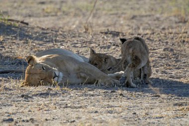 Savanadaki bir grup aslan.