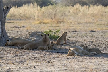 Afrika bozkırında bir grup aslan.
