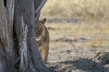 Kenya savanındaki aslan