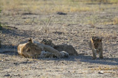 Dişi aslan yavruları