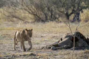 Vahşi doğada dişi aslan.