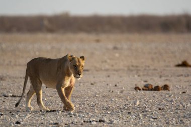 Namibya, Afrika 'daki Etoşa Milli Parkı' nda aslan var.