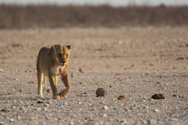 Akşamları çölde kuru kumlarda yürüyen bir aslan.