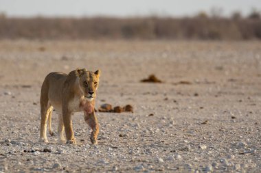 Vahşi Afrika aslanı, Panthera Leo, kuru zeminde bekar erkek, Kalahari Çölü, Güney Afrika