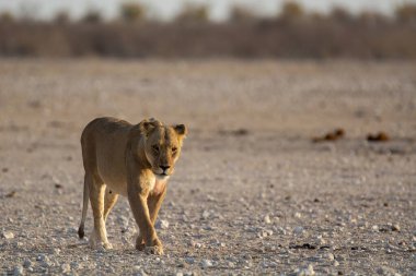 Bir erkek aslan çölde yolda yürüyor.