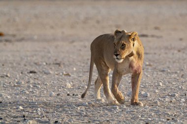 Namibya çölündeki aslan