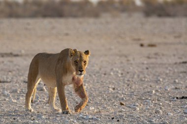 Bir dişi aslan yerde yürüyor.