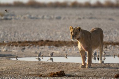 Doğadaki güzel bir kuş görüntüsü.
