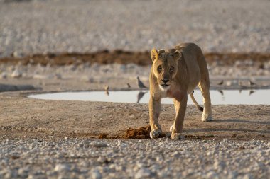 Afrika aslanı Kruger National park, Güney Afrika