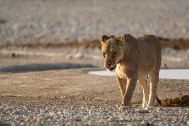 Çölde dişi bir aslanın yakın çekimi.