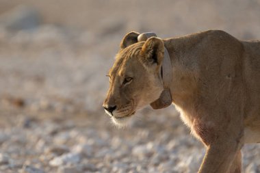 Kenya savanındaki aslan