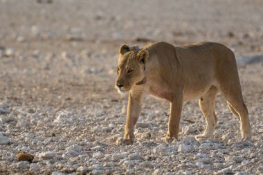 Kuzey Namibya 'da, sıcak güneşin altında çölün kumlarında yürüyen dişi bir aslan.