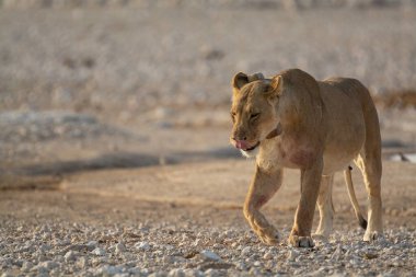 Namibya 'daki vahşi aslan