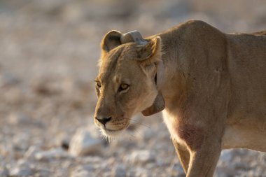 Etoşa Ulusal Parkı, Namibya 'da aslan