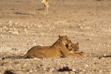 Anne ve aslan yavrusu