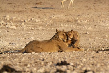 Kenya bozkırında genç aslanlar