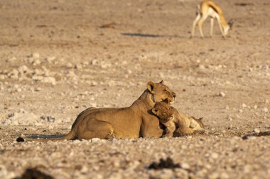 Etoşa Ulusal Parkı, Namibya 'da bir grup aslan..