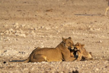 Çöldeki aslan ailesi.