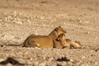 Anne ile oynarken aslan yavrusu