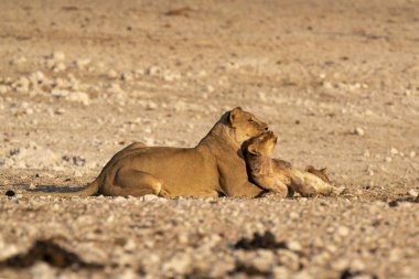 Yerde yatan aslan
