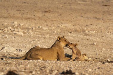aslan yavrusu ve yavrusu