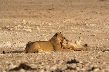 Etoşa Ulusal Parkı, Namibya 'da bir cesedin ardından dinlenen dişi aslan.