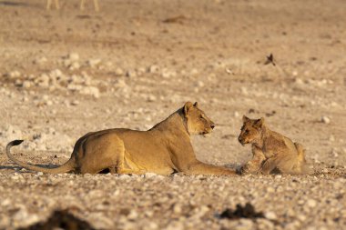 Etoşa Ulusal Parkı, Namibya 'da aslanlar