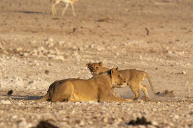 Çöldeki genç vahşi aslanlar