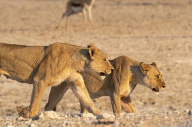 Etoşa Ulusal Parkı, Namibya 'da aslan ailesi..
