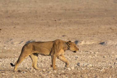 Namibya 'da kuru çimlerde yürüyen genç bir aslan.