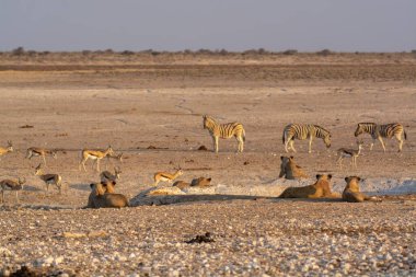 Etoşa Ulusal Parkı, Namibya 'daki zebralar