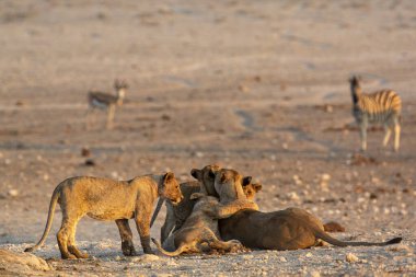 Bir grup Afrikalı aslanın savanalarında yakın plan çekimleri.