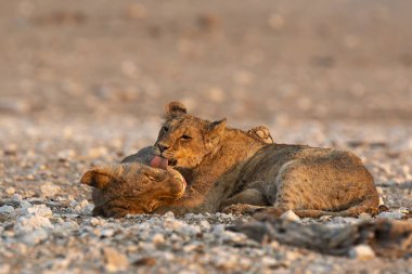 Aslan yavrusu kumda bir anneyle oynuyor..