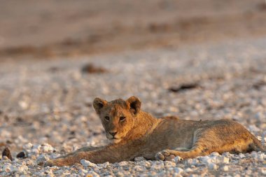 Genç aslan güneşte kuru toprakta dinleniyor.
