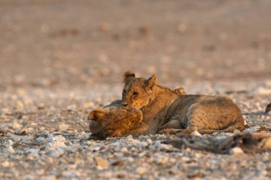 Akşamları Namibya 'da ölüler çölünde aslan ailesi