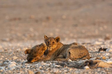 Vahşi hayvanlar, seçici odaklanma