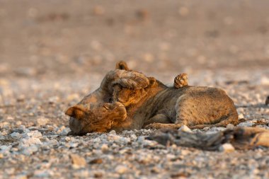 Çöldeki aslan ailesi.