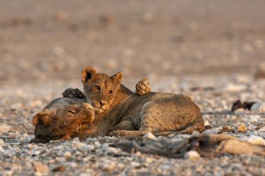Afrika aslanı (panthera leo) Etoşa Ulusal Parkı, Namibya, Afrika