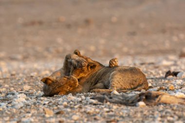Namibya çölünde vahşi kırmızı aslanlar